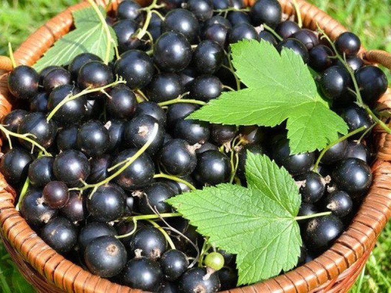 Смородина купить саженцы из питомника в Сафоново