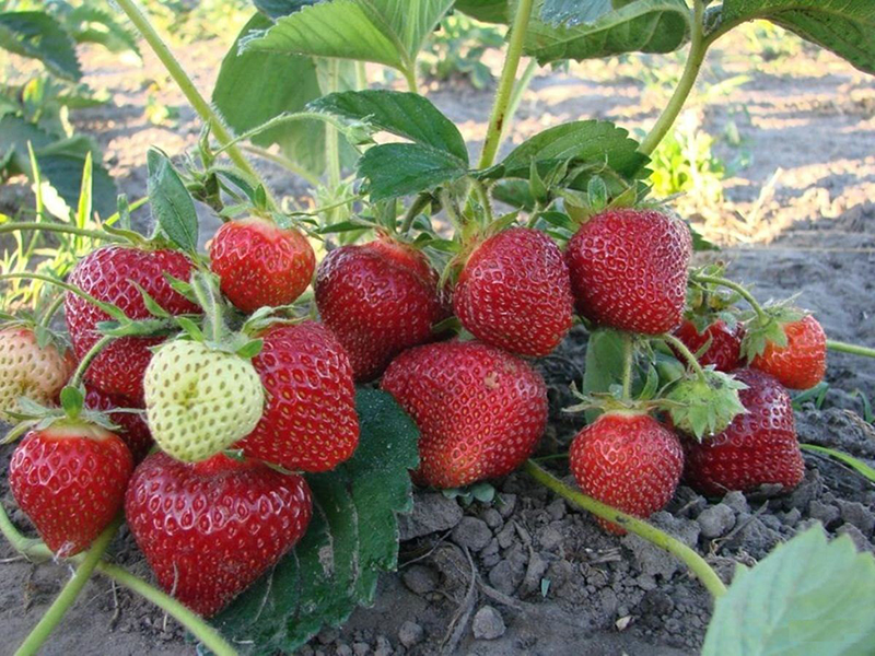 Клубника купить саженцы из питомника в Сафоново