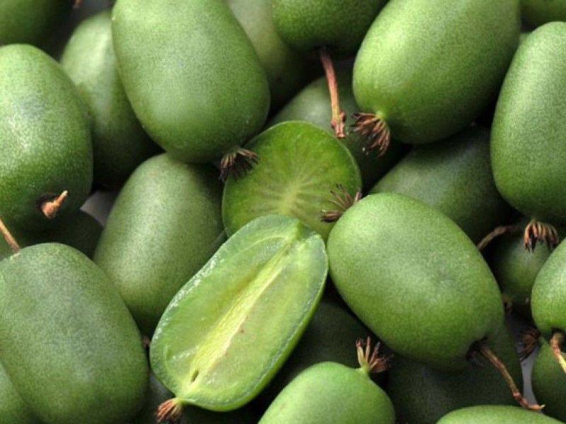 Актинидия купить саженцы из питомнике в Сафоново