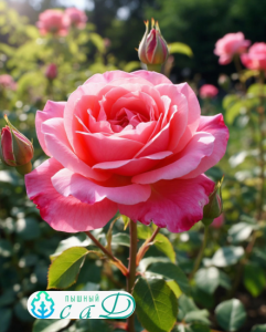 Роза "ФАВОРИТ"