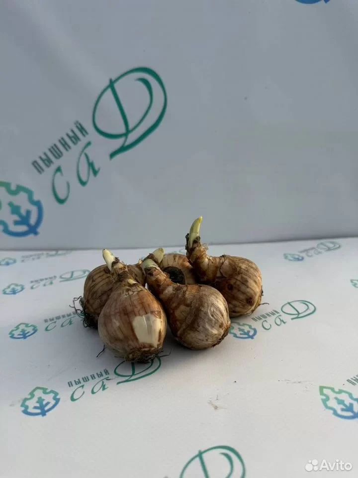 Нарцисс орхидный "ДИАР ЛАВ" (5 штук)