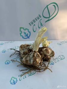 Лилия "АЛЬБУМ" 3 штуки (размер 18/20)