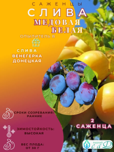 Слива Медовая белая и Венгерка Донецкая 2 саженца