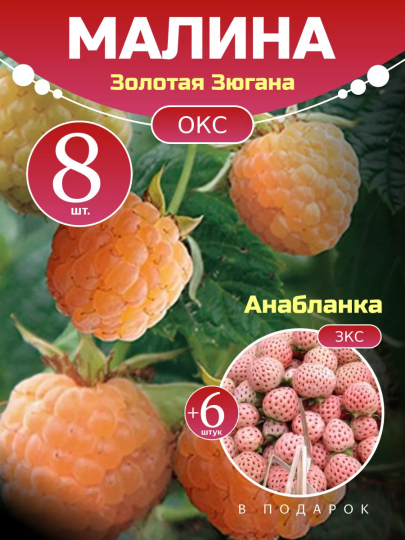 Малина Золотая Зюгана комплект саженцев 8 шт + клубника Анабланка